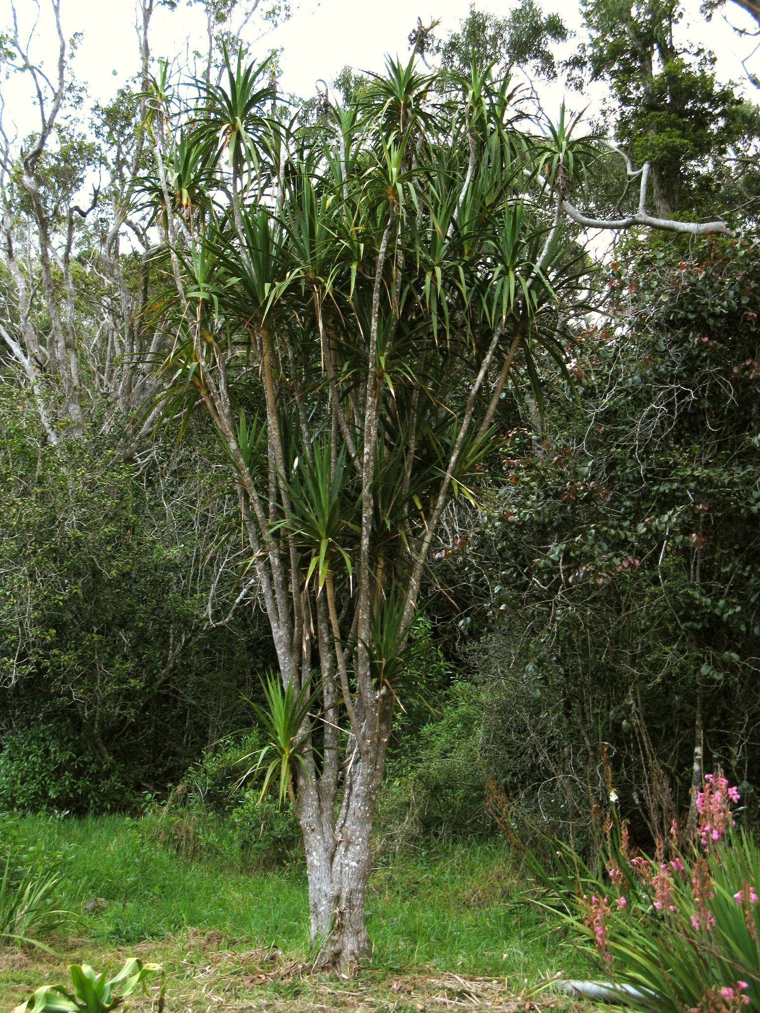 Dracaena aurea
