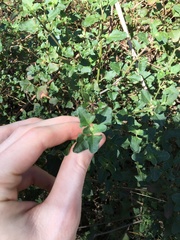Chenopodium robertianum