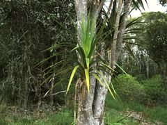 Pleomele aurea