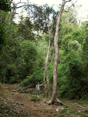 Pleomele aurea