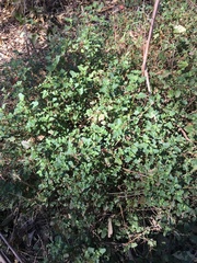 Chenopodium robertianum