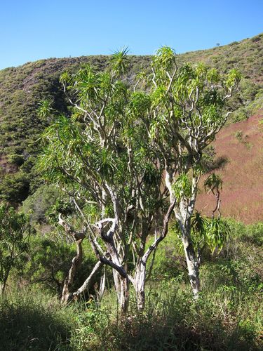 Dracaena rockii observed 2010-12-16