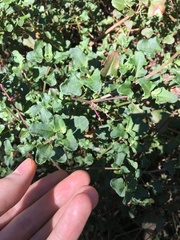 Chenopodium robertianum