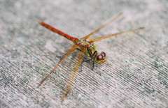 Sympetrum striolatum imitoides