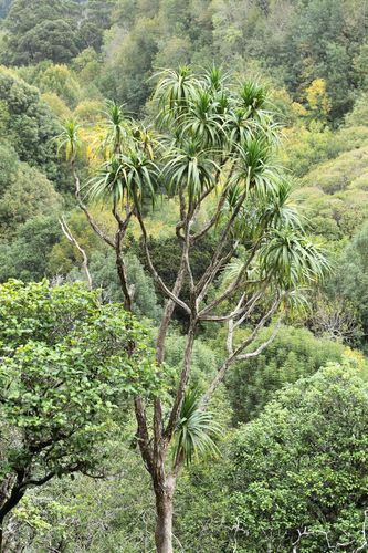 Dracaena rockii observed 2010-12-20