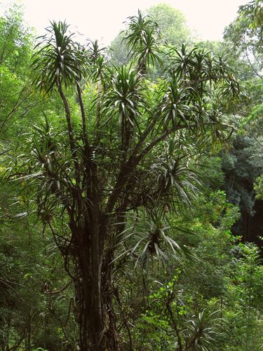 Dracaena rockii observed 2009-06-03
