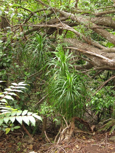 Dracaena forbesii