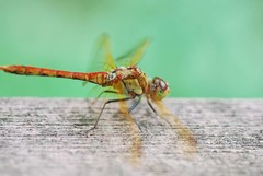 Sympetrum striolatum imitoides