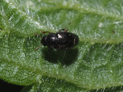 Brachypterus urticae