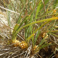 Lomandra collina