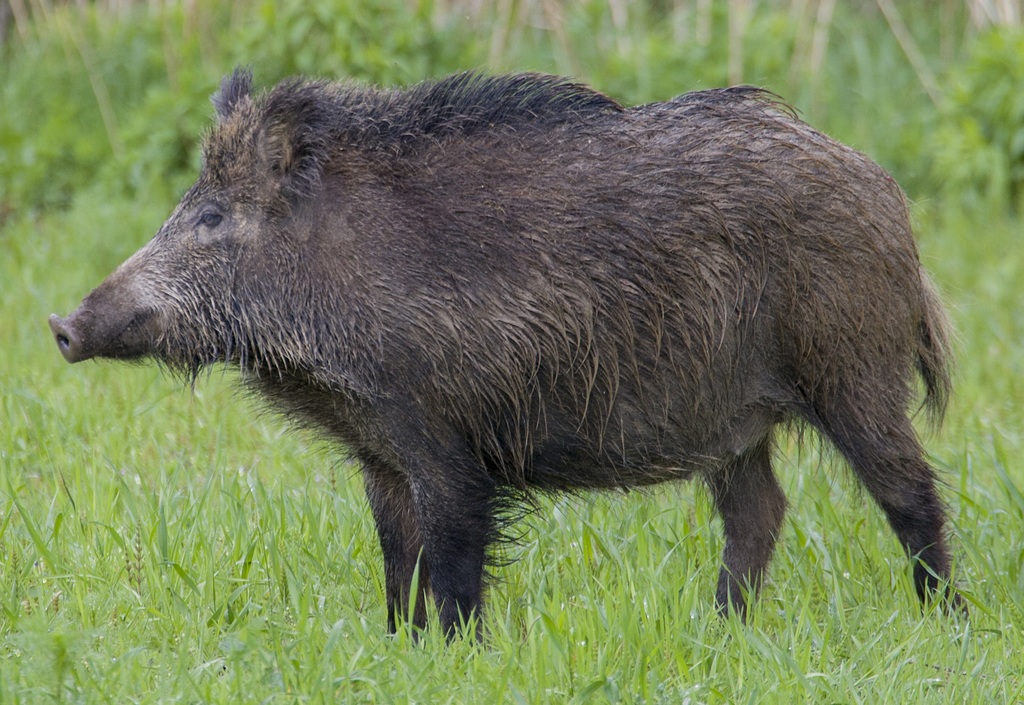 Central European Boar