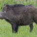 Central European Boar - Photo (c) Jerzy Strzelecki, some rights reserved (CC BY-SA)