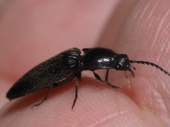 Hemicrepidius niger