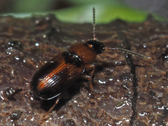 Acupalpus flavicollis