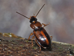 Acupalpus flavicollis