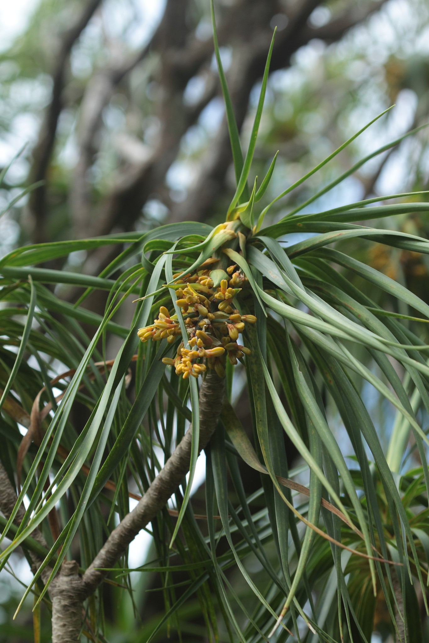 Dracaena forbesii