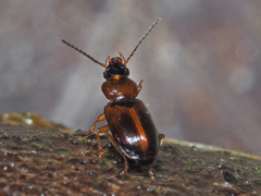 Acupalpus flavicollis