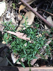 Cyanothamnus polygalifolius