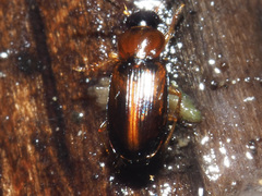 Acupalpus flavicollis