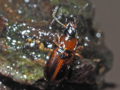 Acupalpus flavicollis