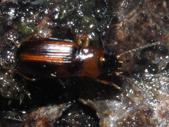 Acupalpus flavicollis