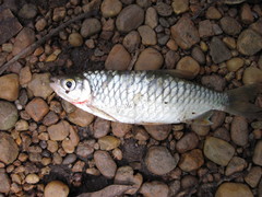 Brycinus macrolepidotus