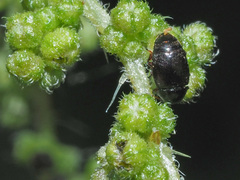 Brachypterus urticae