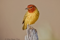 Setophaga petechia bryanti