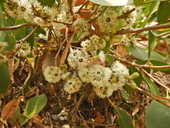 Eucalyptus diversifolia