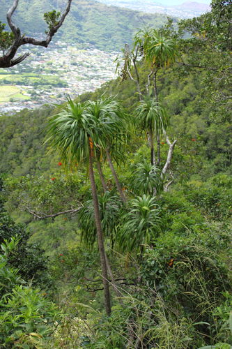 Dracaena halapepe