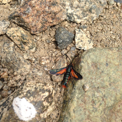 Synanthedon polygoni