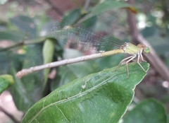 Ceriagrion coromandelianum