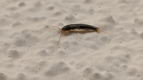 Silverfish