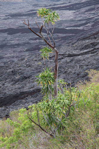 Dracaena hawaiiensis