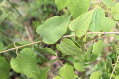 Ageratina areolaris