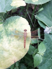 Brachythemis contaminata