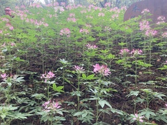 Cleome spinosa