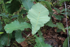 Quercus obtusata