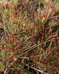Allocasuarina misera