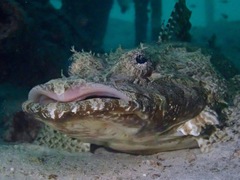 Cymbacephalus beauforti