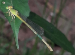 Ceriagrion coromandelianum