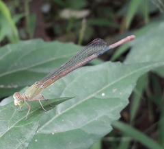 Ceriagrion coromandelianum