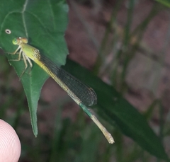 Ceriagrion coromandelianum