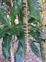 Macadamia integrifolia