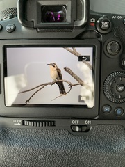 Chrysococcyx osculans