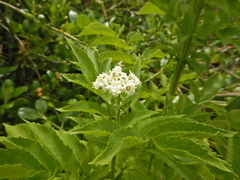 Sambucus gaudichaudiana