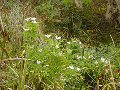 Sambucus gaudichaudiana