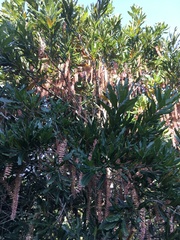 Macadamia integrifolia