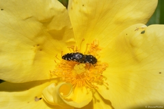 Acmaeodera ornata