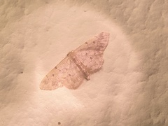 Idaea bonifata